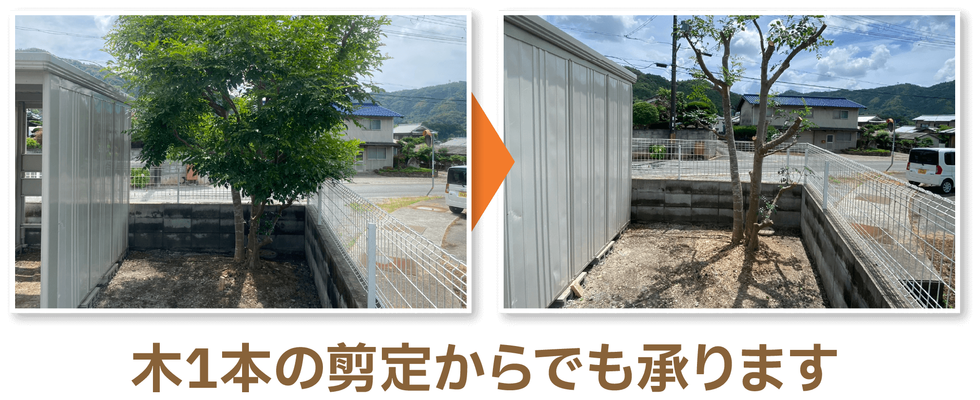 木1本の剪定からでも承ります